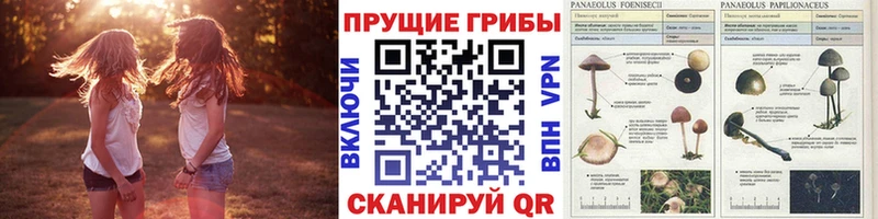 Купить  Зверево  Псилоцибиновые грибы MAGIC MUSHROOMS 